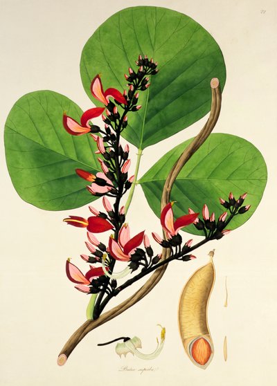 Butea Superba, illustration from 